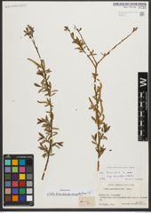 Foto von Salix triandra subsp. amygdalina (L.) Schübl. & G. Martens